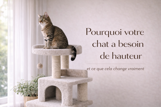 Pourquoi votre chat a besoin de hauteur (et ce que cela change vraiment)