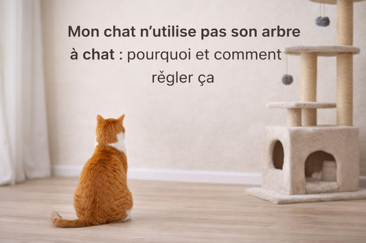 Mon chat n’utilise pas son arbre à chat : pourquoi et comment régler ça