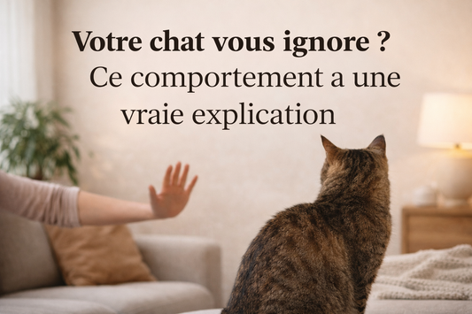 Votre chat vous ignore ? Ce comportement a une vraie explication