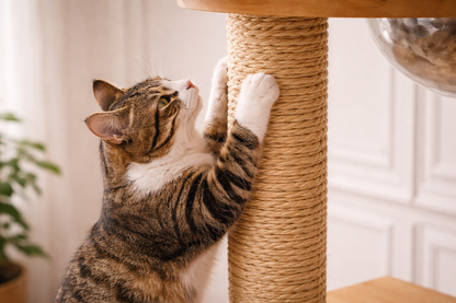 chat faisant ses griffes sur poteau en corde naturelle d’arbre à chat bois design