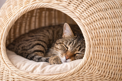 Chat endormi dans la niche tressée NESTA en rotin avec coussin moelleux pour un repos confortable