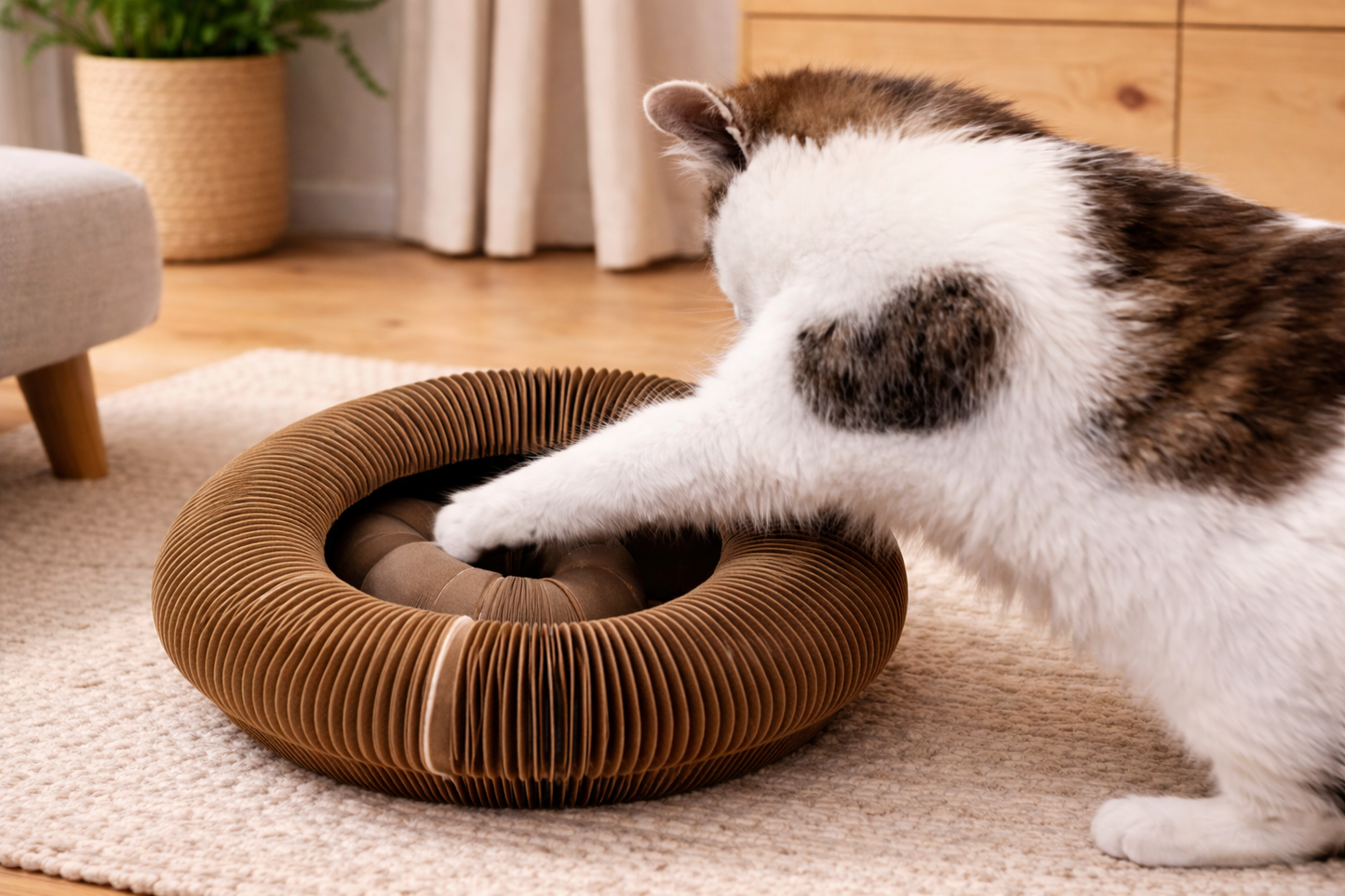 Chat jouant avec le griffoir interactif HARMONY en carton alvéolé avec tunnel central